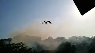 Rare Phoenix Bird in HUGE FIRE STORM at the National Park