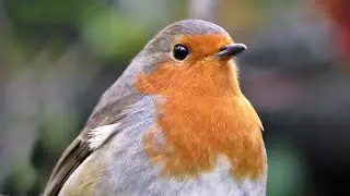 Robin Symbolism and Spiritual Meaning