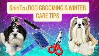 ShihTzu dog grooming, diet & winter care tips l Sugar & Maya #doggroomingtips #dogdiet #tredingnow 