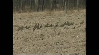 Ljungpipare / Pluvialis apricaria / European Golden Plover / ljud-sound
