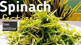 How to use and make Spinach fertilizer for plants at home | घर मे बनाये पालक की फ्री फर्टीलाइजर