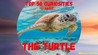 Top 50 Curiosities About the Turtle
