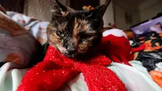 Cat tolerates ribbon