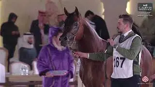 N 167 BG KAYLAN   7th Souq Waqif International Arabian Horse Show 2026   Colts 3 Years Old Class 6