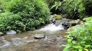 Feel safe and rested with soft river sounds beside a misty forest stream to improve your sleep