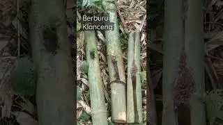 Berburu Lebah Klanceng dihutan. #kelulut #klanceng #stinglessbee