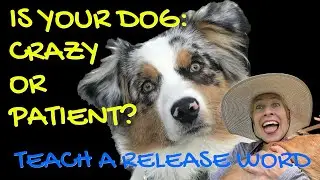 HOW TO TRAIN DOG TO STAY & CALM & PATIENT - TEACH A RELEASE WORD