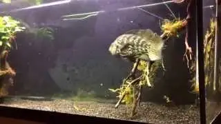 Parachromis managuensis (jaguar)