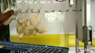 Semi automatic 500 BPH Poultry processing Plant