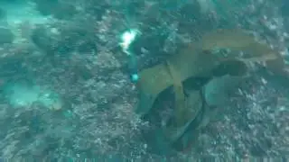 Black Fish Feeding Frenzy Underwater View