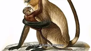 story for kids - The Long Tailed Monkey