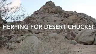 Herping for Desert Chuckwallas!