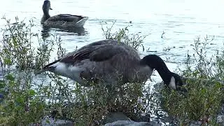 Canada goose at local park