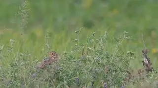 Corn Bunting polishing, Emberiza calandra