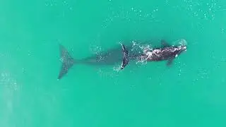 Right whales । Eubalaena glacialis  । credit- MRI Whale Unit of the University of Pretoria