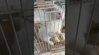 Cute rabbit wants to play with me 🫶🏻 #rabbitplaying #bunny #rabbit #cutebunny #funnybunny