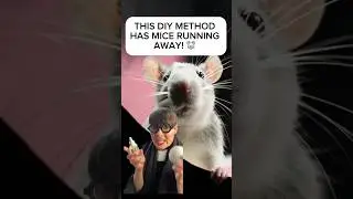 This #diy method has #mice running away! #pestcontrol #naturalrepellent #peppermintoil