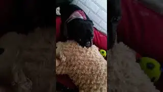 pug training Jimmy's bandhana pls like, share n subscribe #family #love #petlover #viral #viralvideo