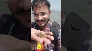 #nararatapu #beachlife #beach #sea #marinelife #crabs #jamnagar #nature #naturelovers#marinewildlife
