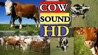 FUNNY COW DANCE 4 │ Cow Dance Song & Cow Videos 2023