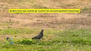 Birders from near and far go &lsquo;cuckoo&rsquo; for rare bird spotted in Riverhead