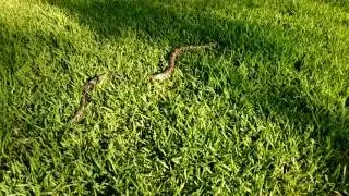 Snake in the Grass at Espada Park