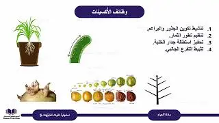 Bio 12 S2 lesson8E استجابة النبات للمُنَبِّهَات 5  ‏أحياء الصف الثاني عشر