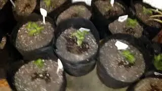 Growing for isolated pepper seeds.