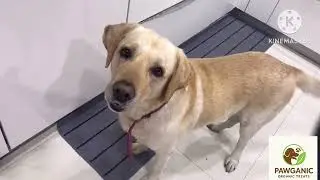 Healthy Dog Weight Gain Recipe🐾🐶