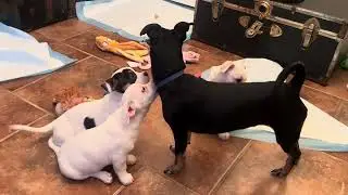 Puppy Cam Update! &ldquo;T&rdquo; puppies! Day 14 Charming Pet Rescue 