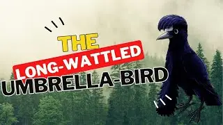 🦜🌿 Meet the Umbrellabird: Jewel of the Andean Cloud Forests! #longwattledbeauty #umbrellabird