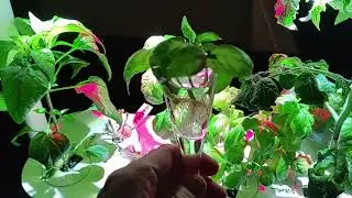 Click and Grow Smart Garden 9 week 6, planting Lavender, transplanting basil, arugula/rocket update.