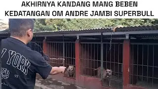 AKHIRNYA OM ANDRE JAMBI SUPERBULL DATANG KE KANDANG MANG BEBEN ‼️