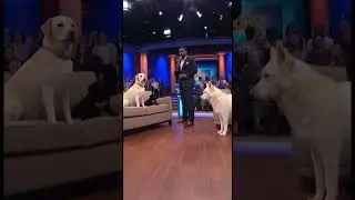 Dogs DNA Results #dog #funnyshorts #comedy