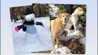 རྡ་སར་ཁ་བ་ཐོག་མར་བབས། Dharamshala Receives Season&rsquo;s First Snowfall on January 23, 2026