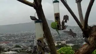 Parrots Dance My  Hula!