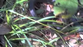 Black Masked Racer (Coluber constrictor)
