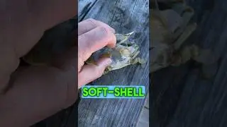 How Soft Shell Crabs are Made #chesapeakebay #crabs #softshellcrab
