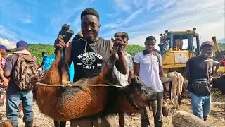 Buying the biggest Goat in the Market 🇭🇹