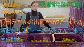 有田みかんの出荷が始まりました。新田クリスティーナのみかん仕事を大公開!!《労働者の国の末裔》