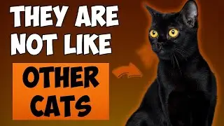 11 SURPRISING FACTS ABOUT BLACK CATS! 🔥 (I Bet You Don&rsquo;t Know Them All!)