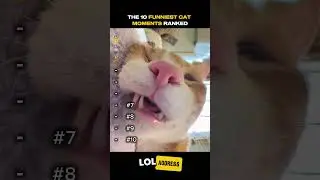 TOP funniest cat MOMMENT Ranked #cat #funny #cats #pets #funny #viral #viralanimals  #funnycats