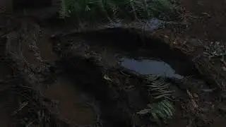 Dinosaur footsteps sound effects