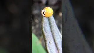 Polished ladybug on the tip of a tongue