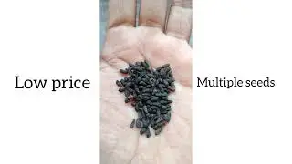 cypressvine seeds sale video/Vishnukranti,Mayilmannikkam,Kembumaligai Akasamulla,Kunjalata,Ganeshvel