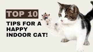 How to Keep Indoor Cats Happy: Top 10 Tips for Indoor Cat Parents #cats #cattraining #indoorcats