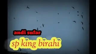 SP KING BIRAHI WALET BOMBANA ANDI SUFAR