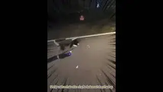 Electric smart pet, a good partner for dogs, resistant to falling and biting