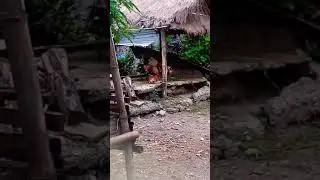 Chicken mating with goat