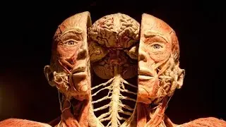 Анатомическая выставка Тайны тела. Шок /Anatomical Exhibition Body Secrets